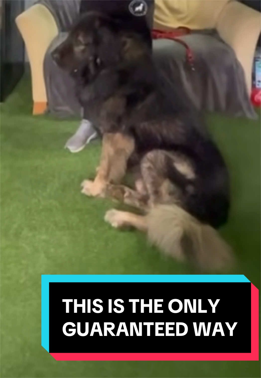@LeeJonesOfficial Dog Training