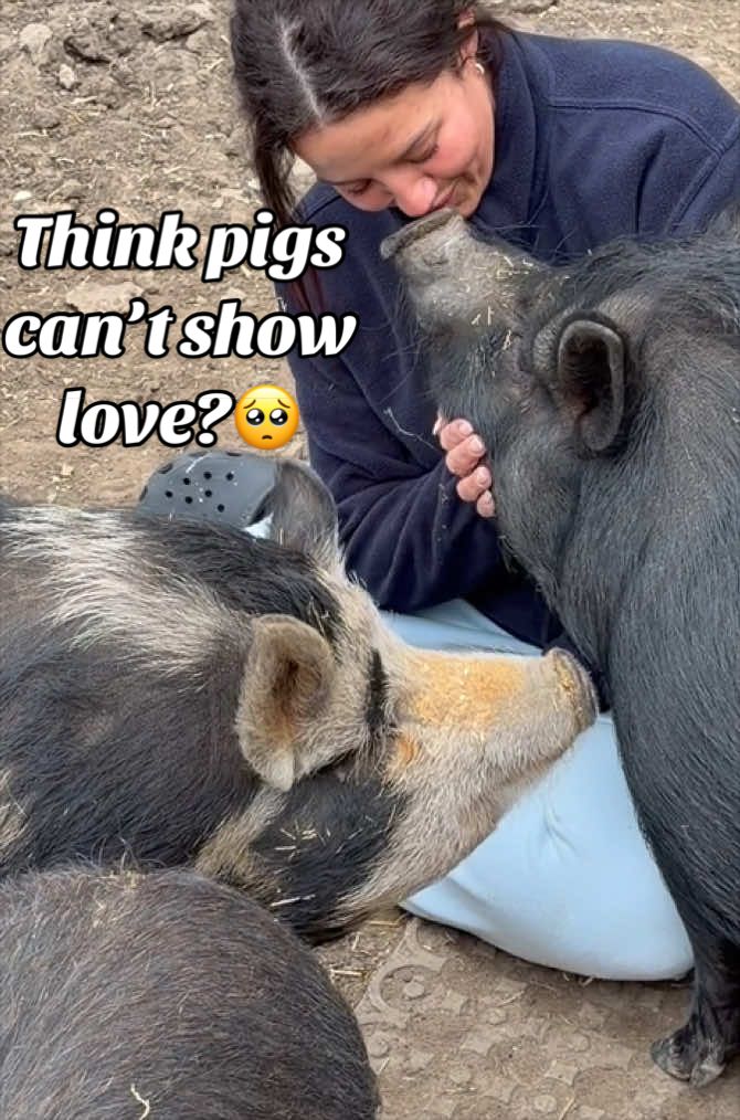 @AhimsaAnimalSanctuaryUK