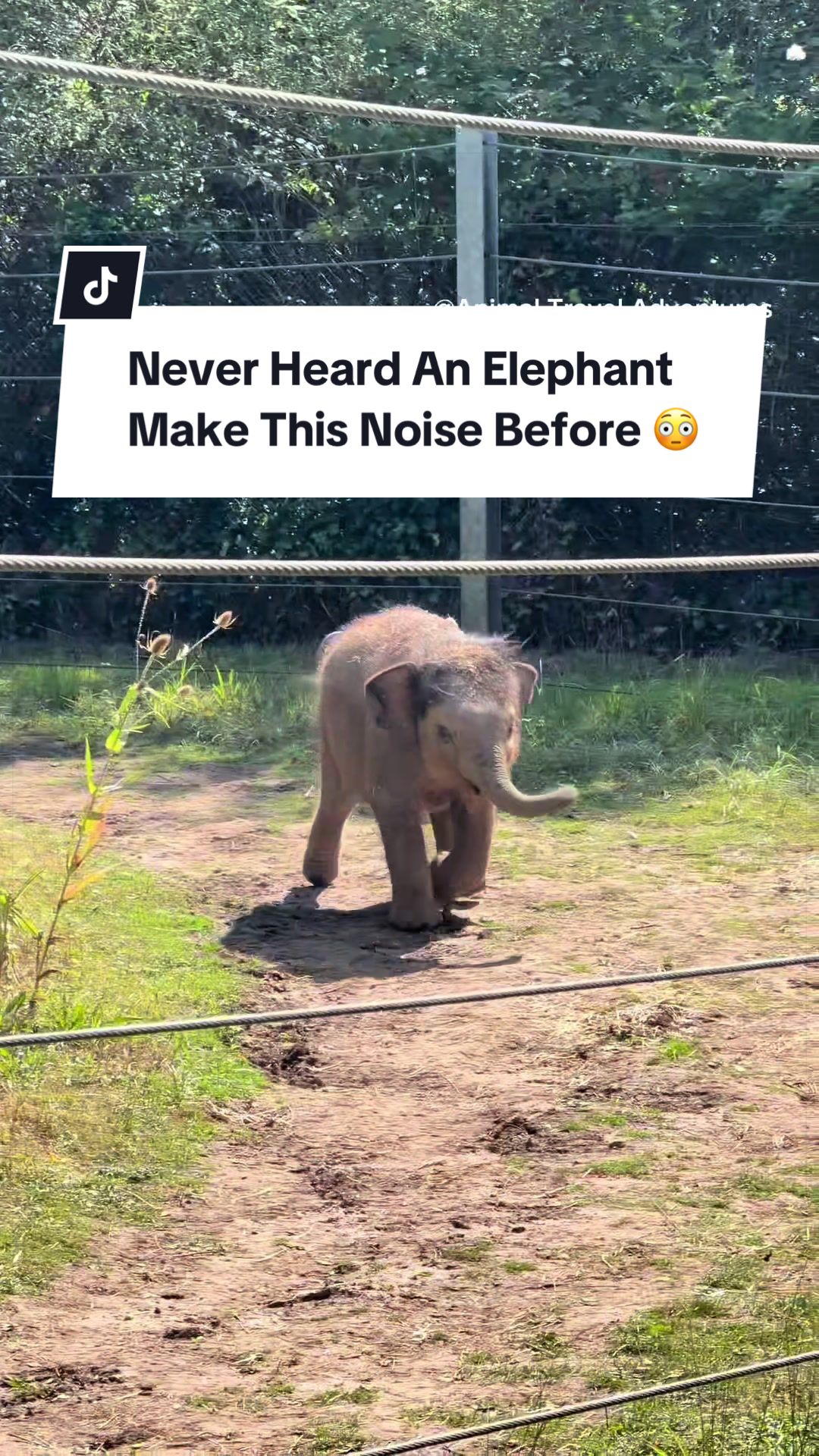 @Animals Travel Adventures