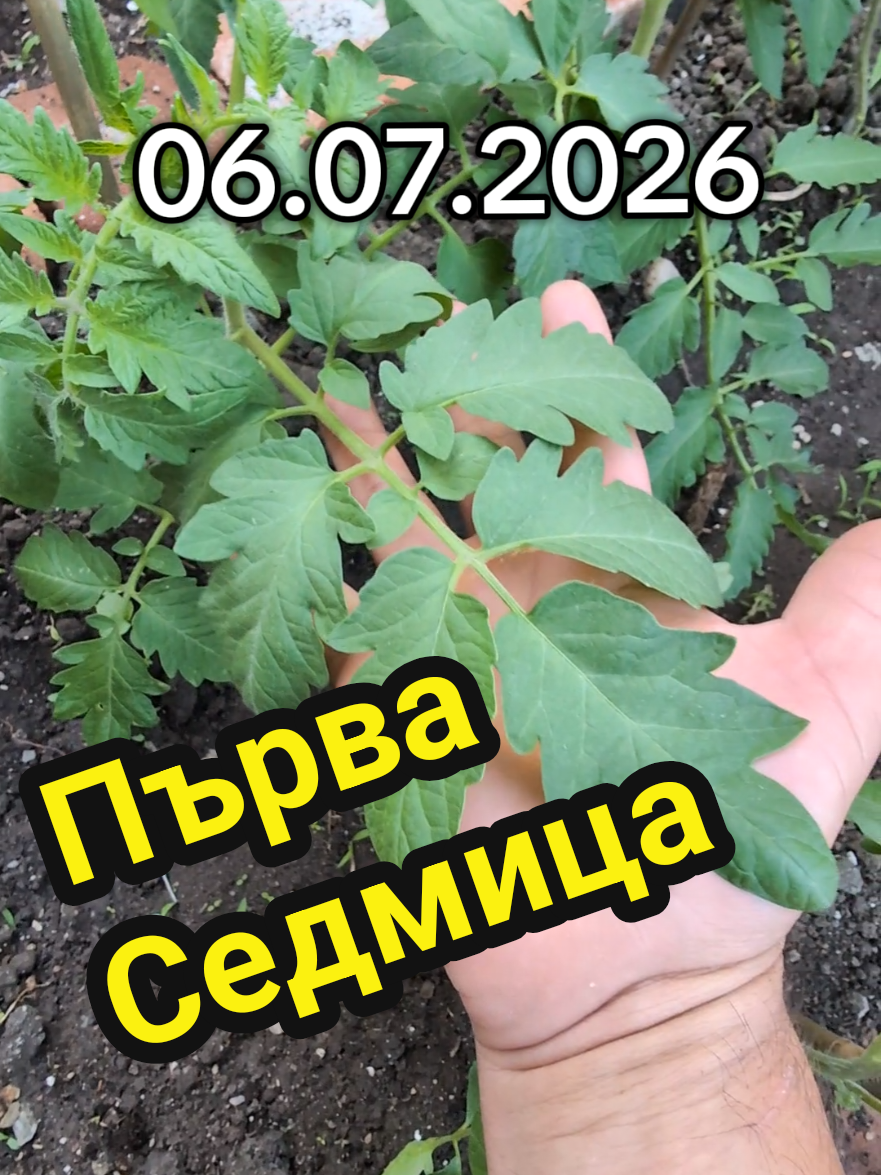 @Valentin B Naumov