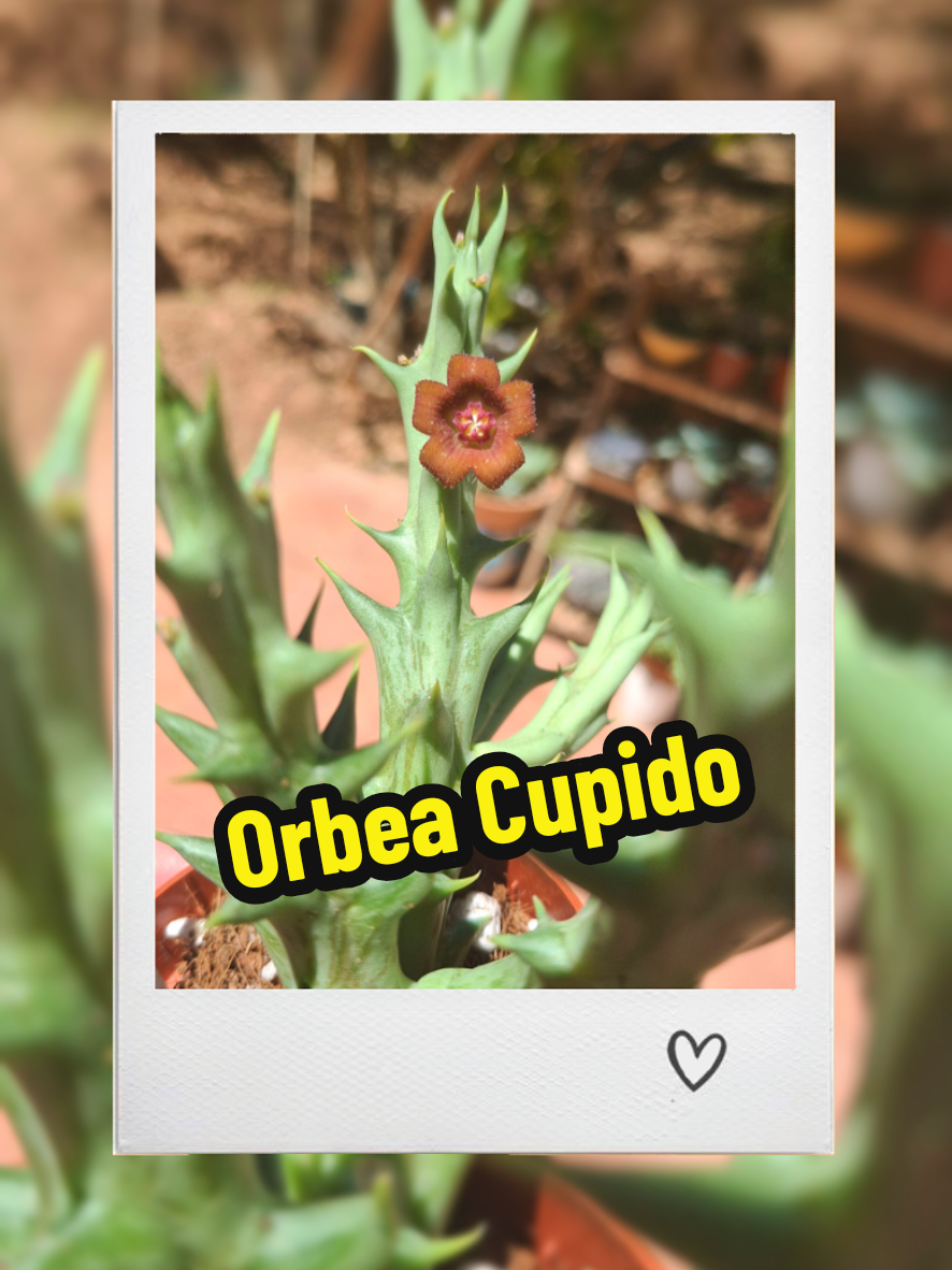 @Succulent_ninja