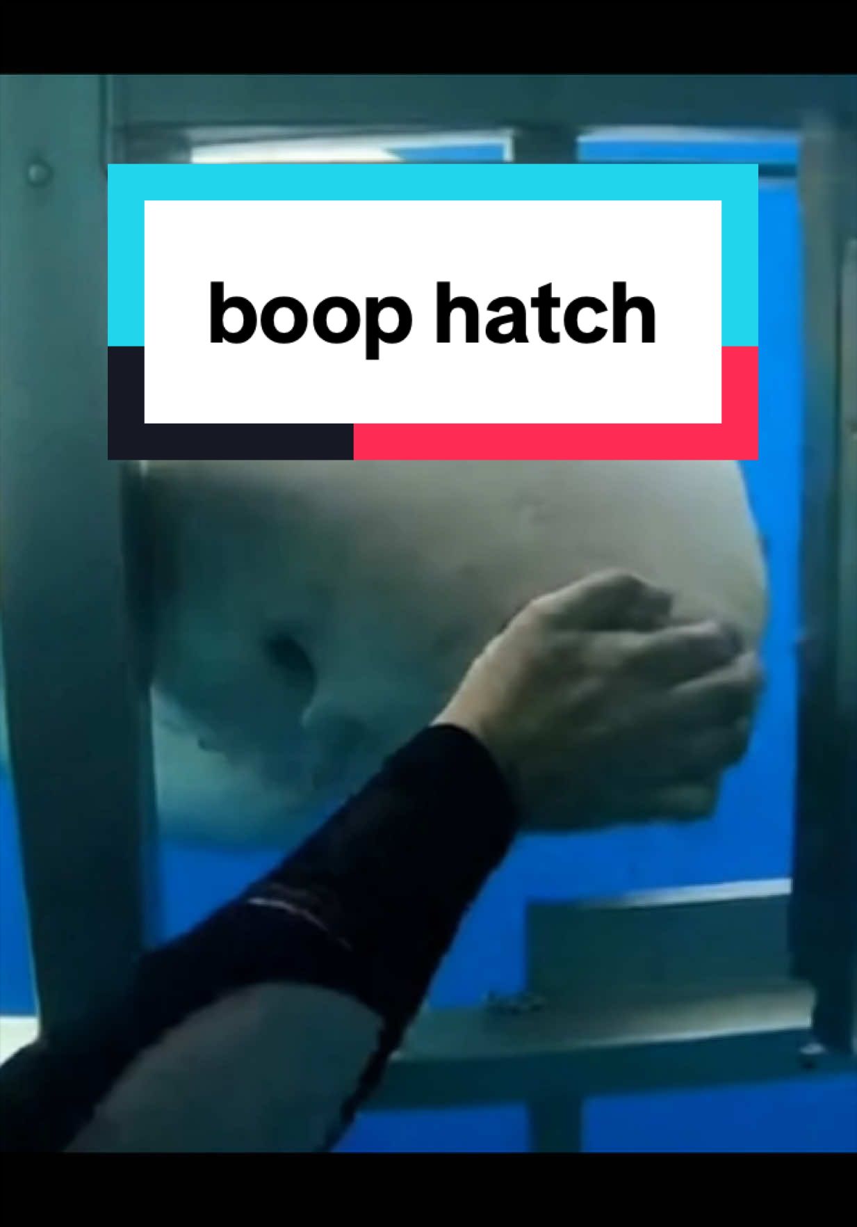 @The Shark Mommy