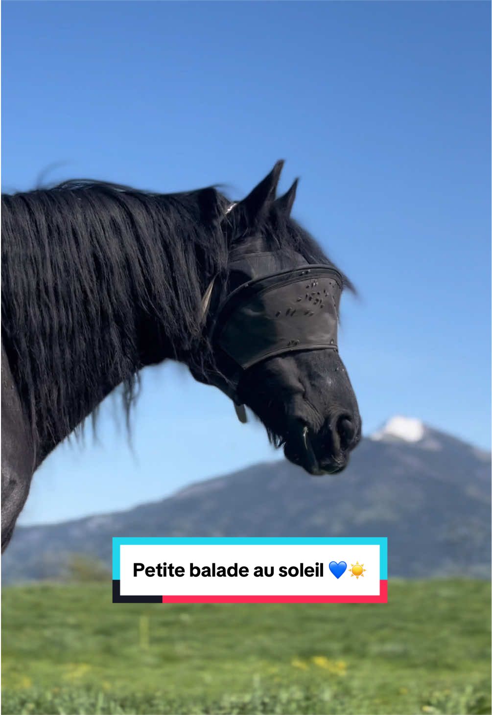 @mon poney pie