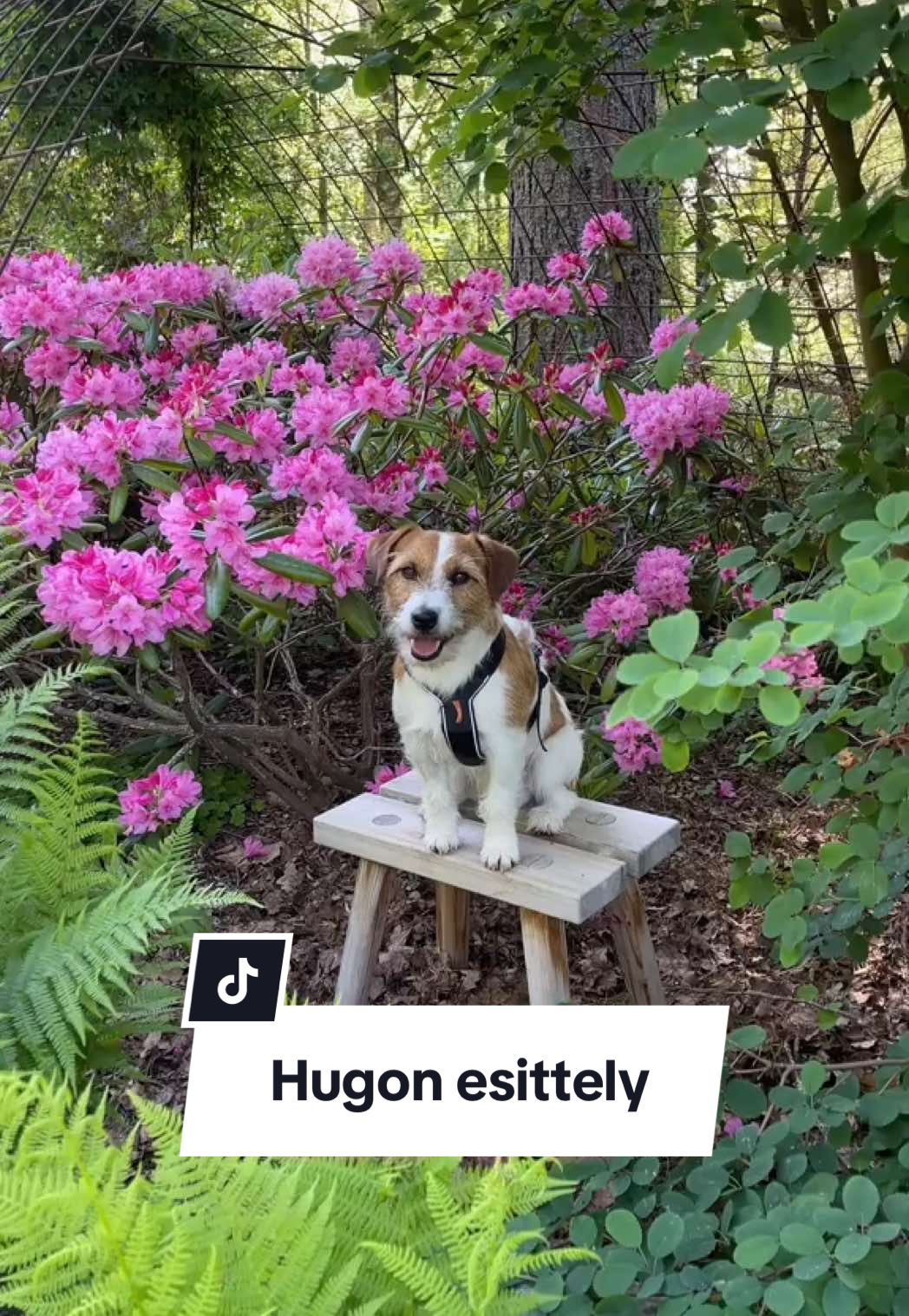 @Hugo ja Gavi🐶