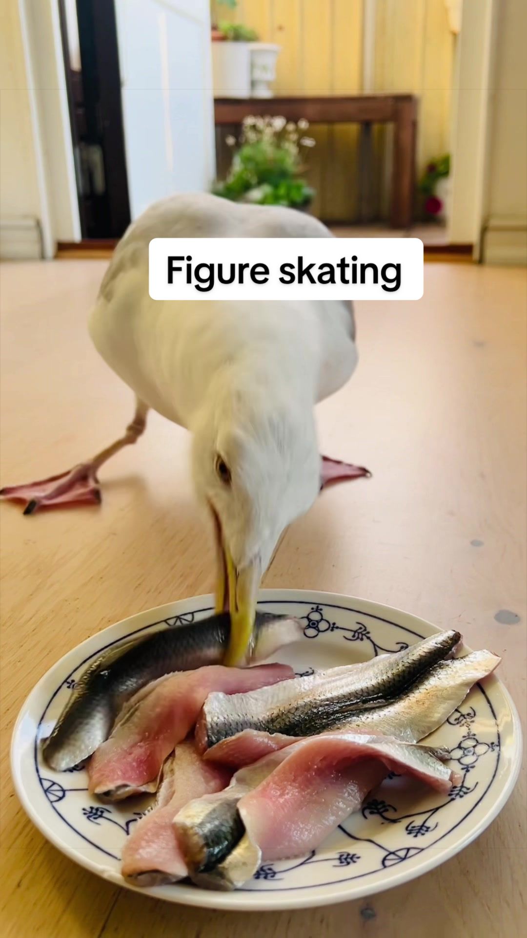 @Winston gull