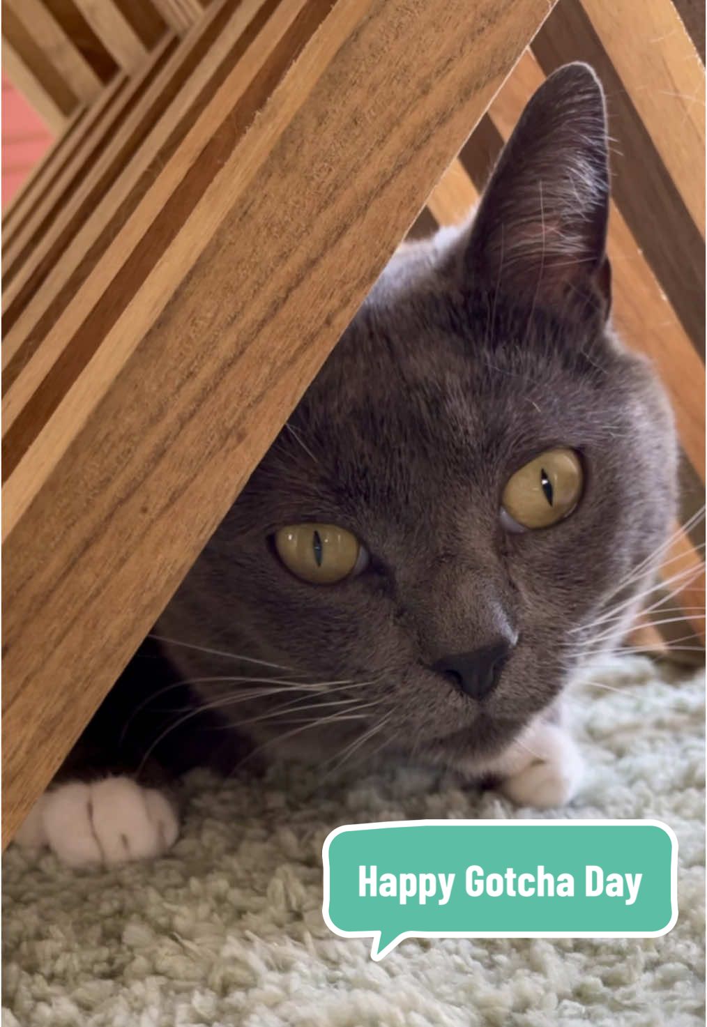 @Simon the Cat
