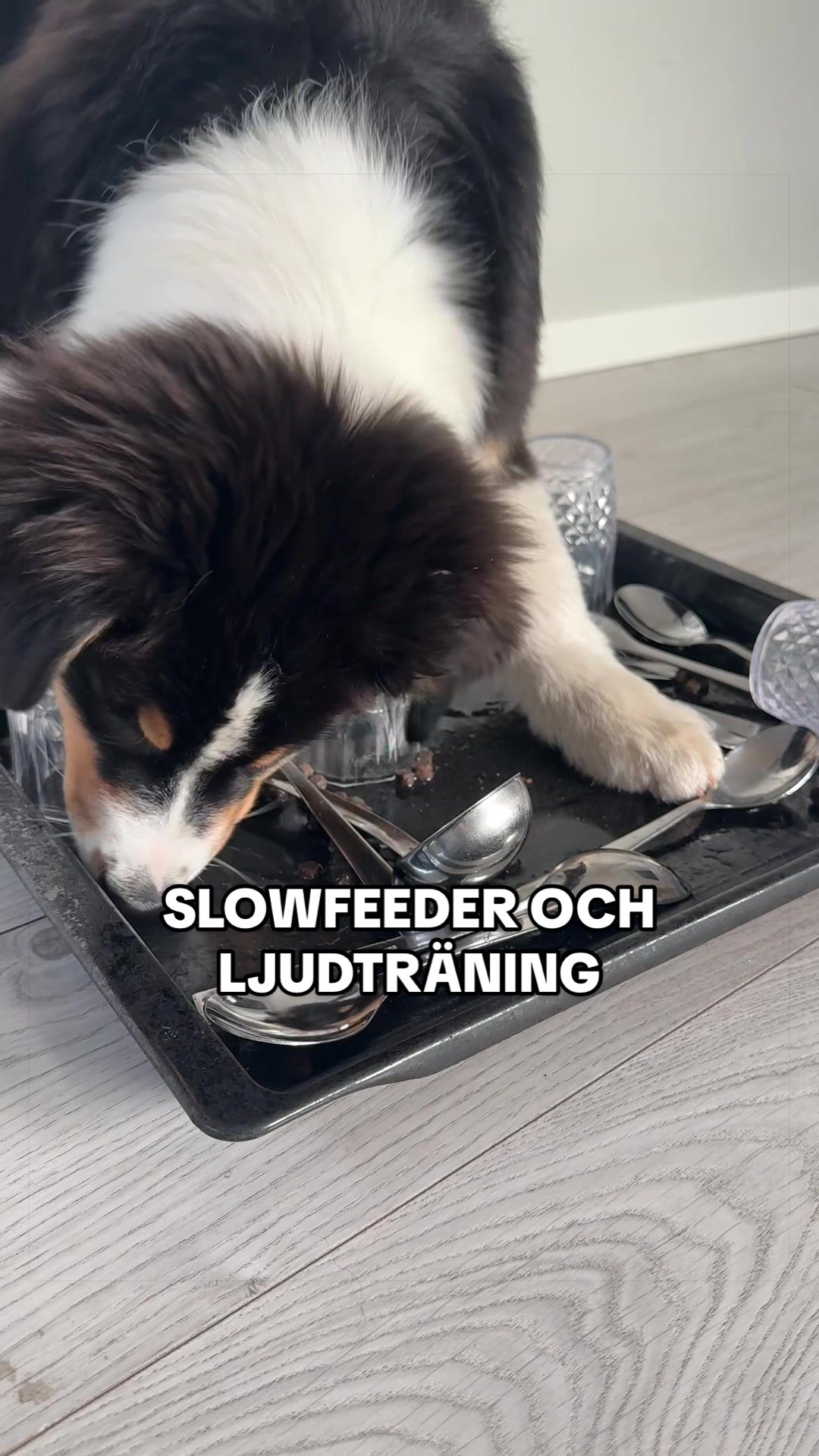 @Vilja - Australian Shepherd
