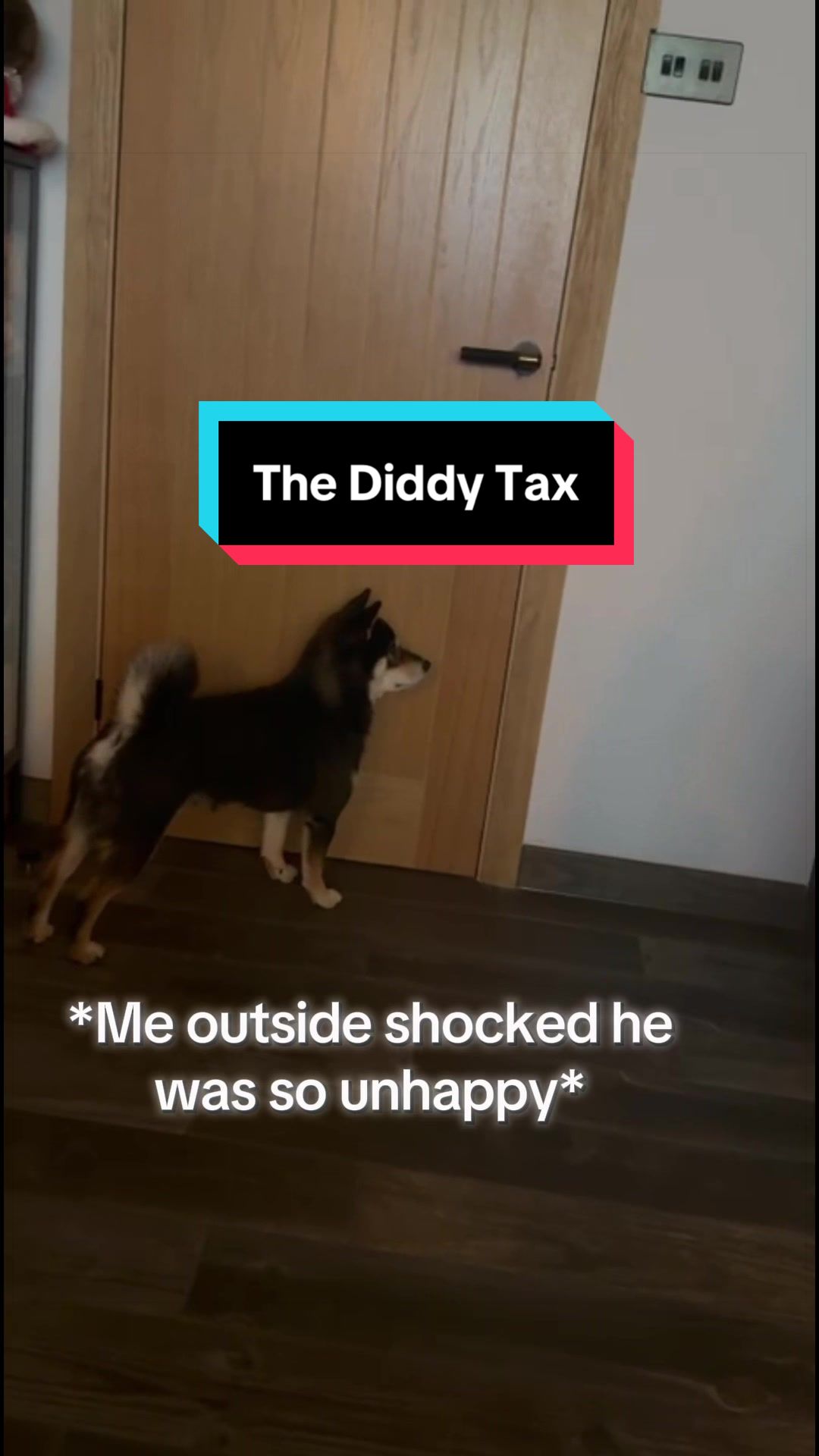 @Life with Shibas