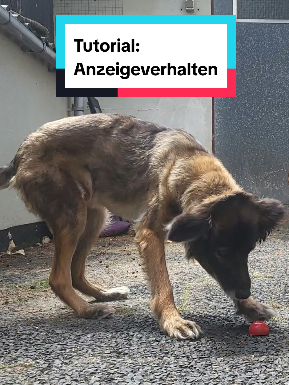 @Hundeschule Mit vier Pfoten