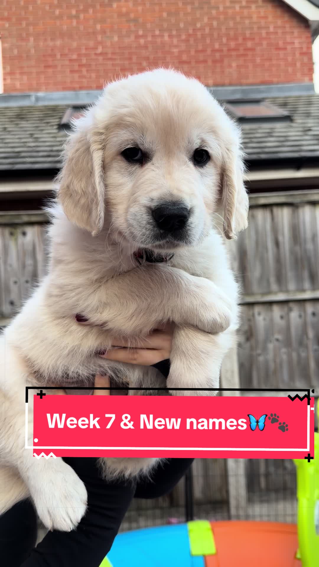 @Ateam Goldens