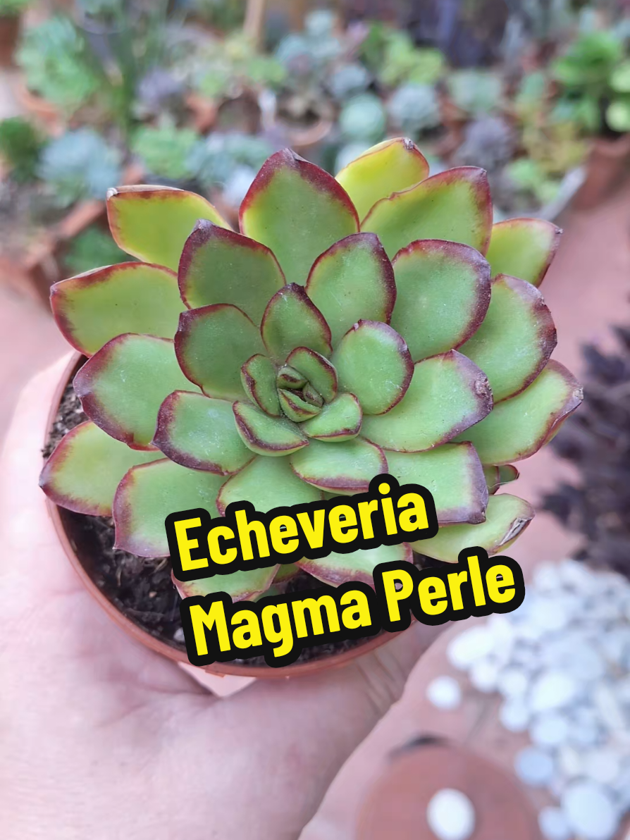 @Succulent_ninja