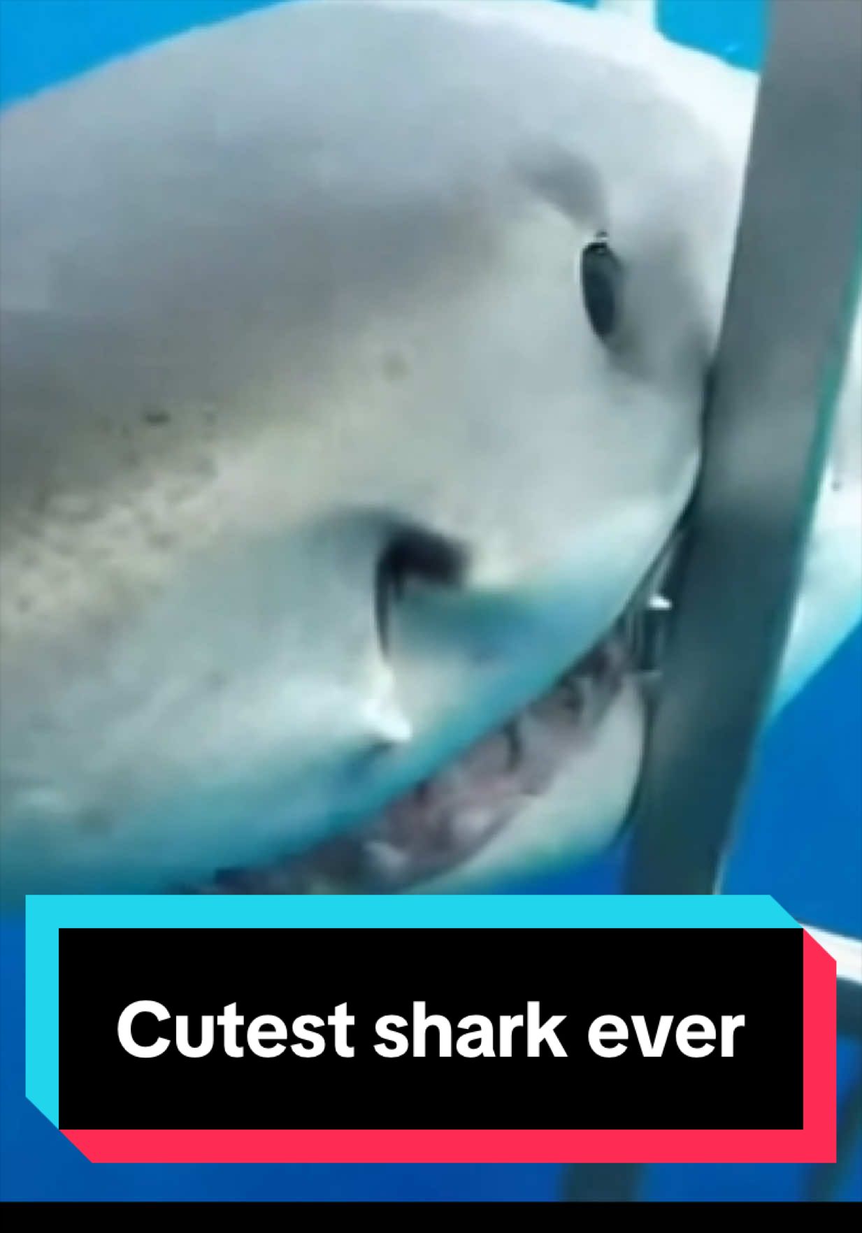 @The Shark Mommy