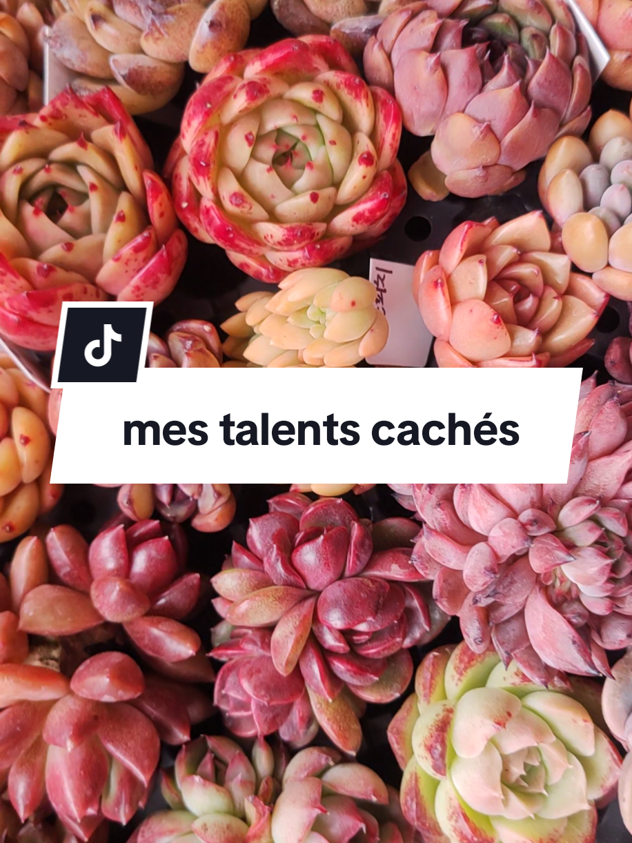 @il était Une Succulente