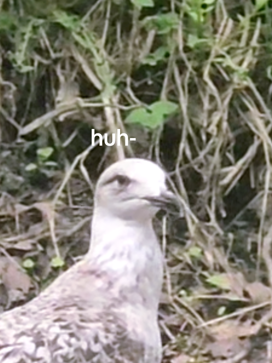 @🌱‧₊˚✧ 𝓚𝔂𝓸𝓾 ✧˚₊‧☘️