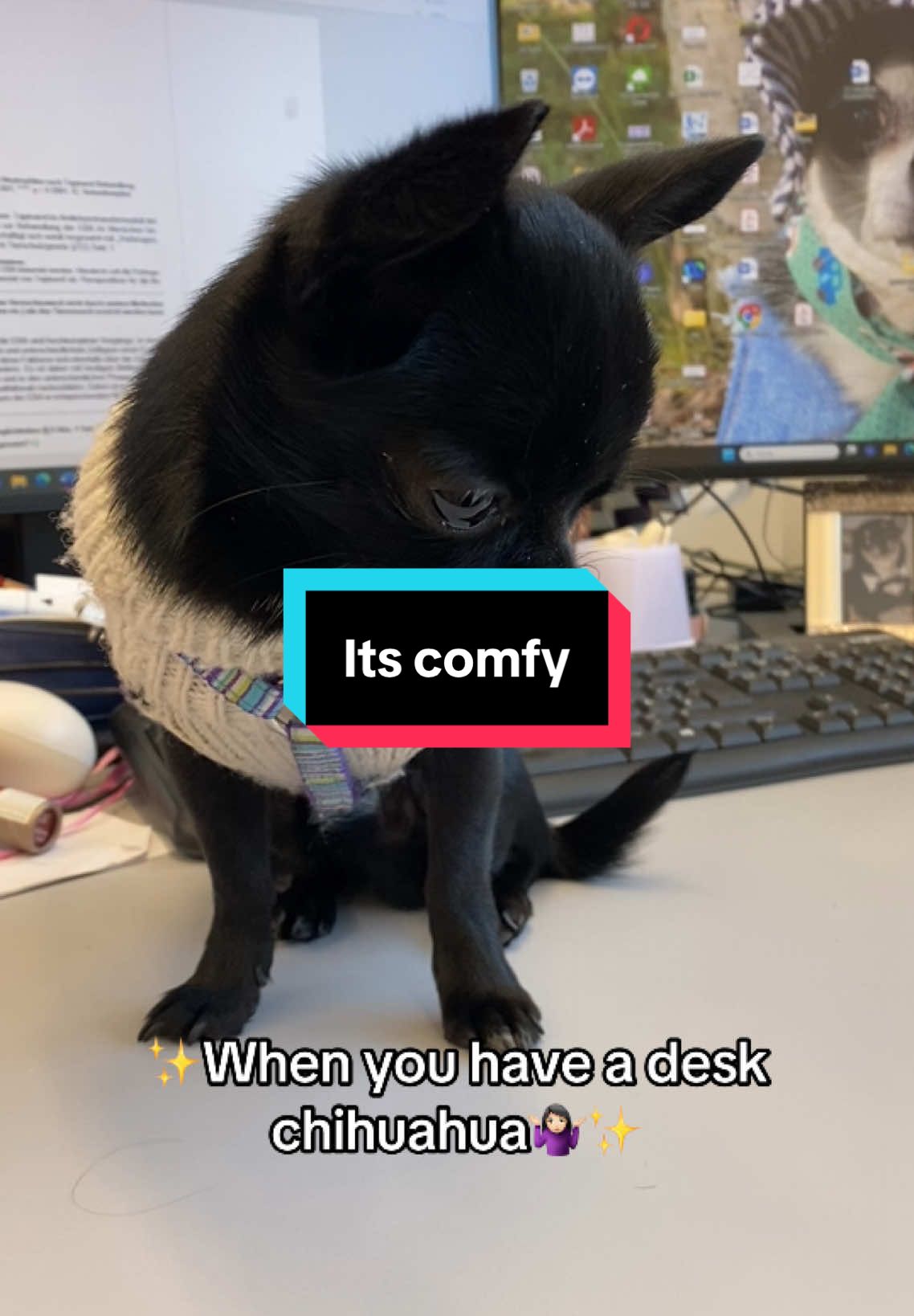 @the_chihuahua_mochi