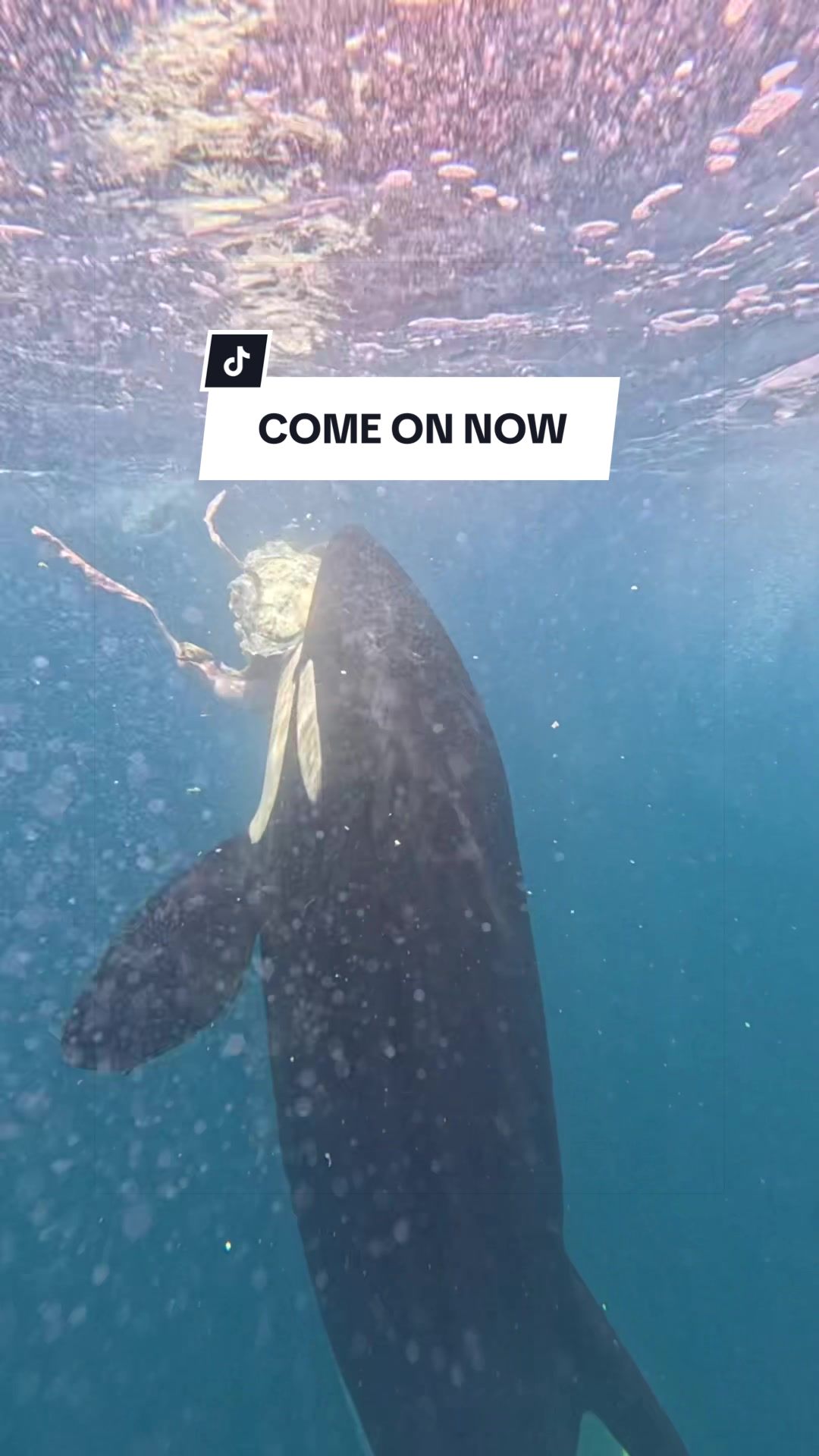 @SCUBA DAN 🦈