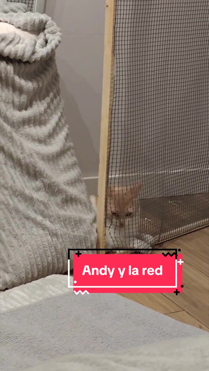 @enGatadas