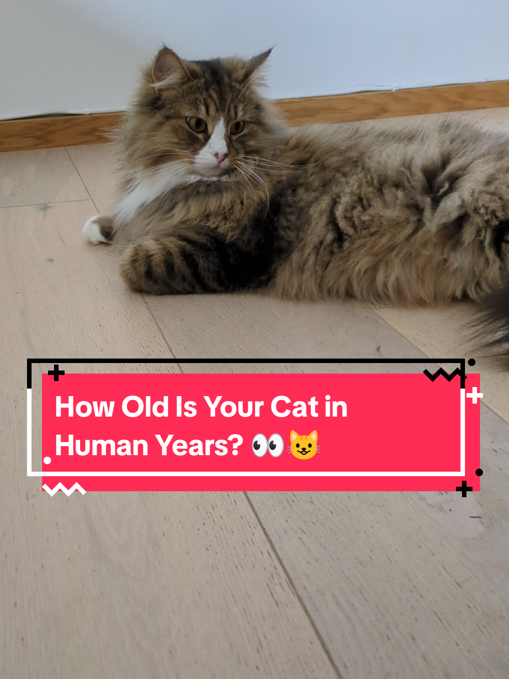 @The Cutest Cats Ever