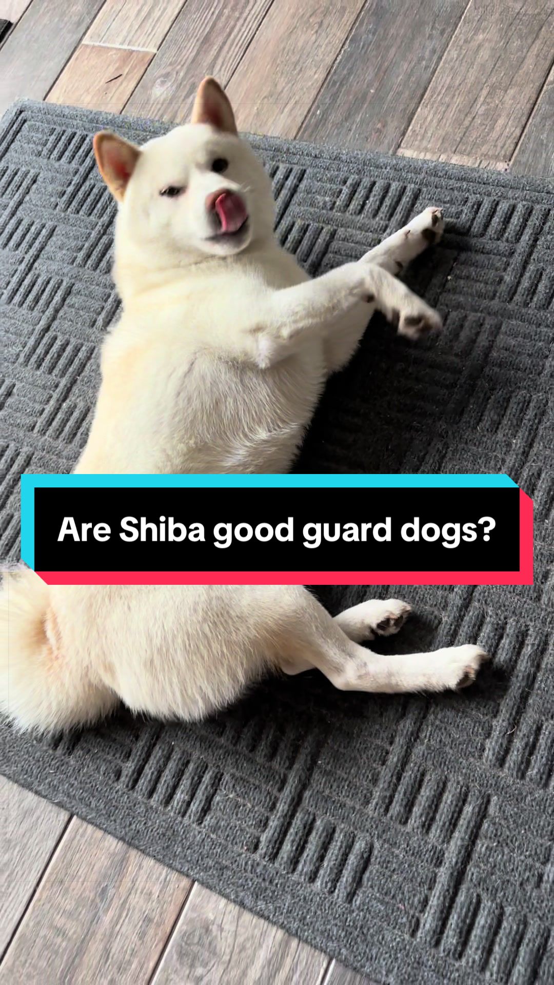 @Life with Shibas