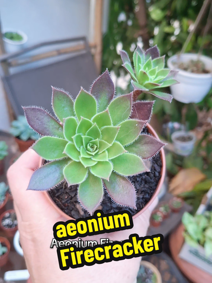 @Succulent_ninja