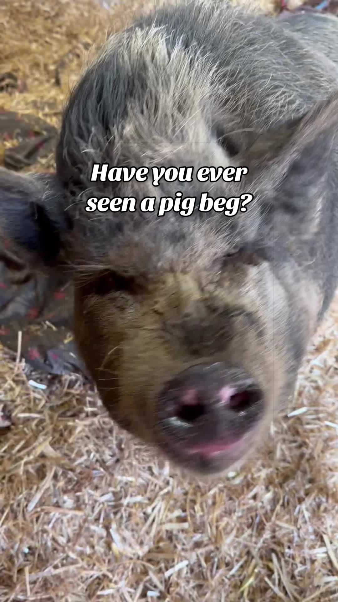 @AhimsaAnimalSanctuaryUK