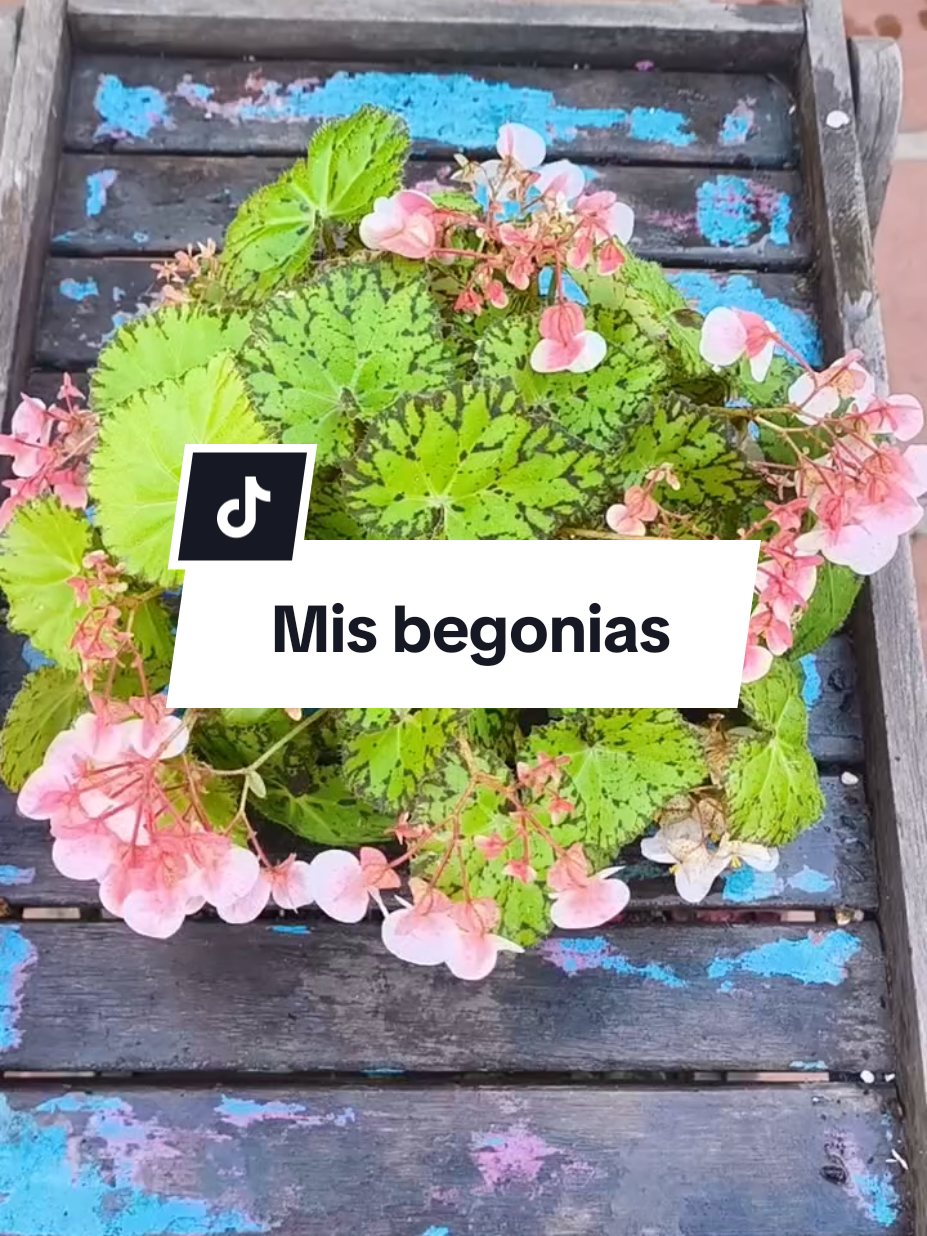 @𝑴𝒊 𝒑𝒂𝒕𝒊𝒐𝒉𝒖𝒆𝒓𝒕𝒐