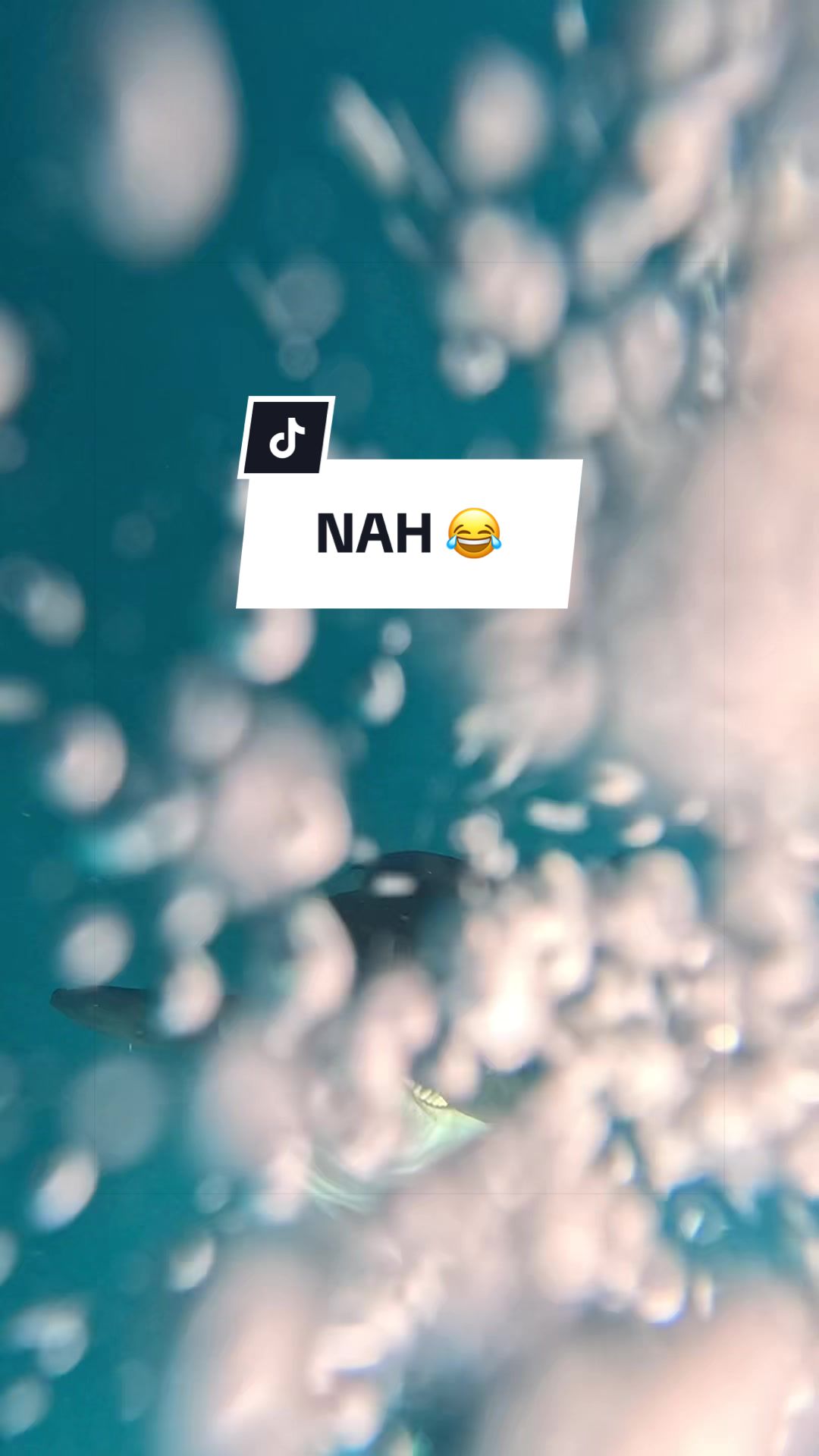 @SCUBA DAN 🦈
