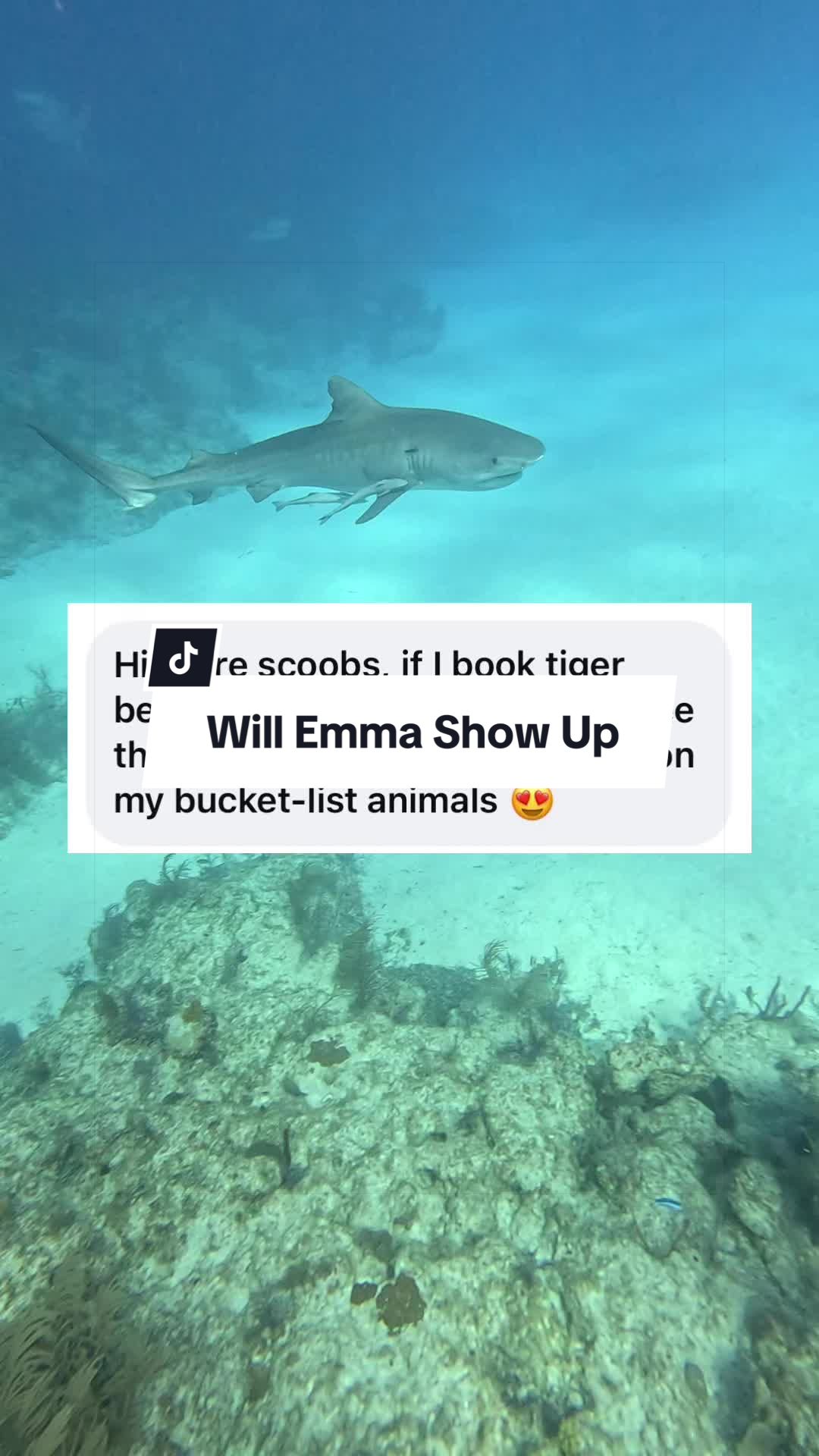 @SCUBA&ensp;DAN&ensp;🦈