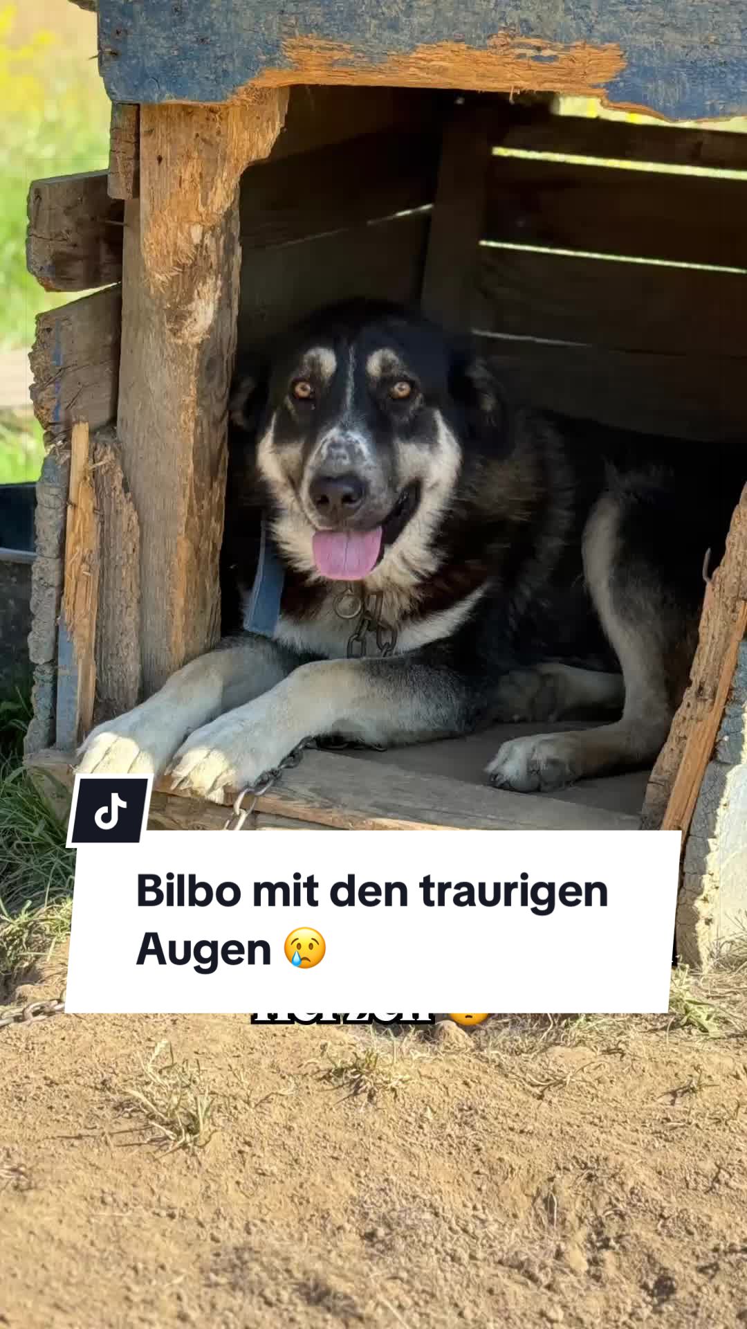 @Ein Herz für Streuner e.V.