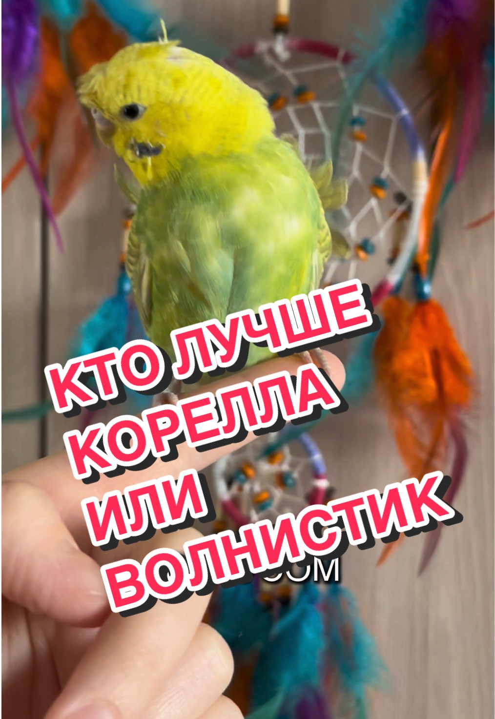 @🦎❤️Геля и питомцы❤️🦎