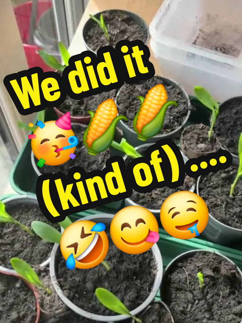 @Carrotman+Co ๐ฅ๐๐ธ