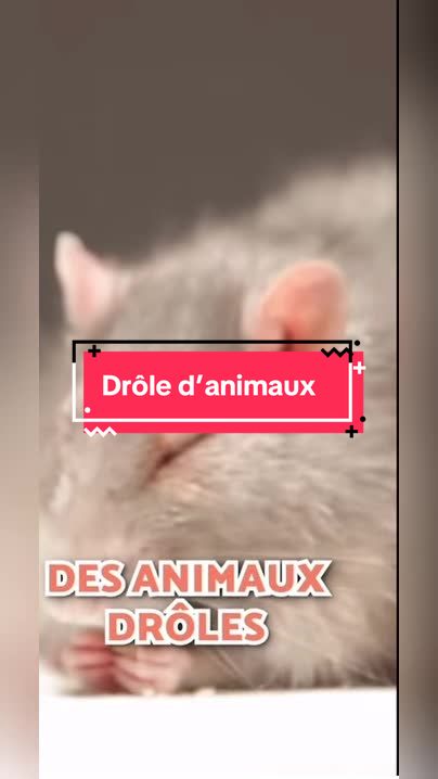 @Dr&ocirc;le de b&ecirc;te 😜