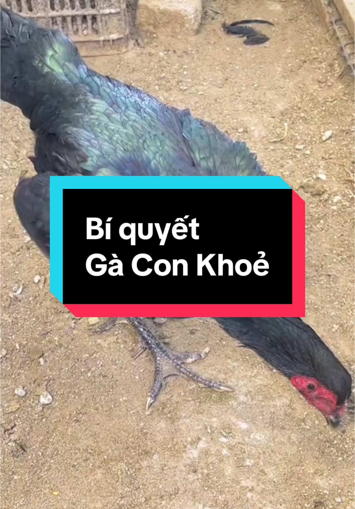 @Thuần Gà Chọi