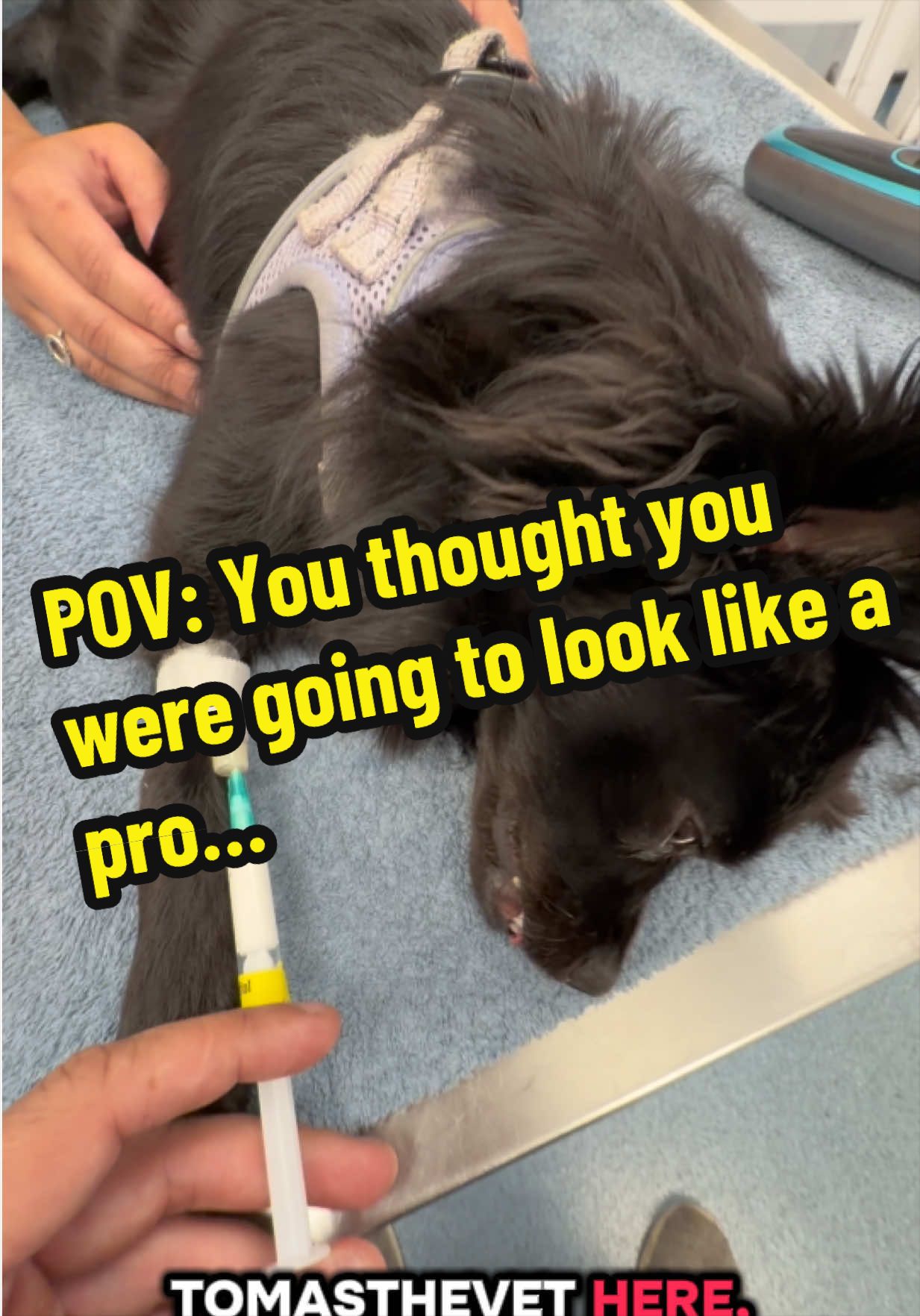 @Tomasthevet