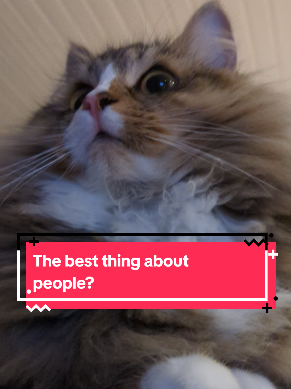 @The Cutest Cats Ever