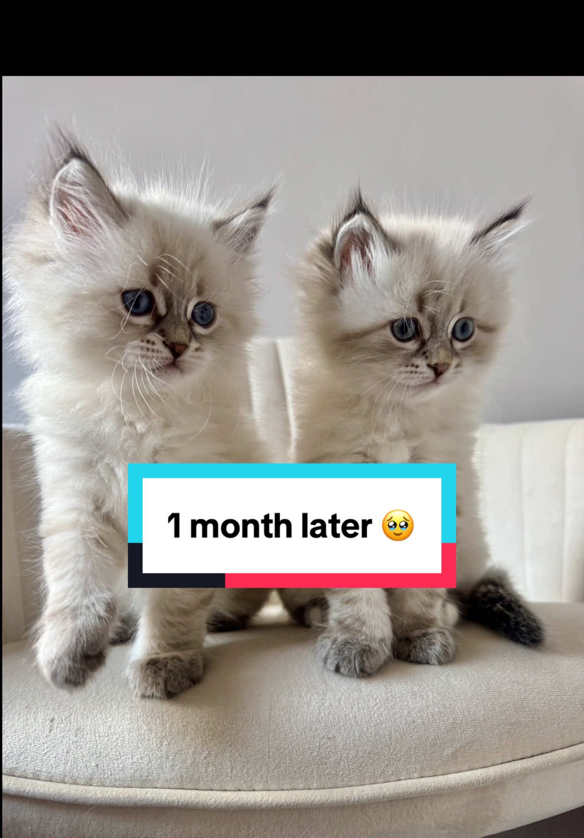 @Siberians Yuki & Aïko