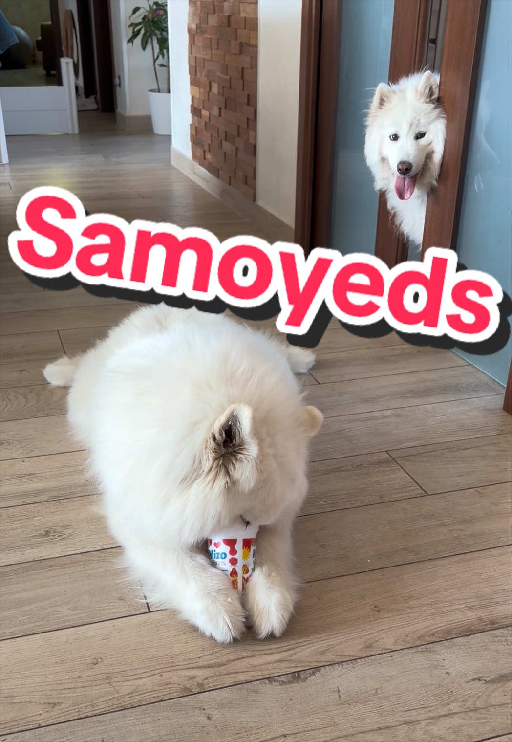 @BB fast dogs