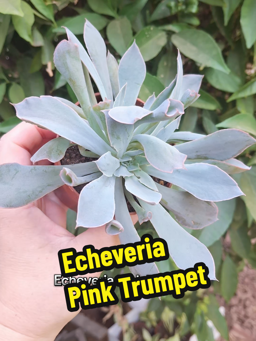 @Succulent_ninja