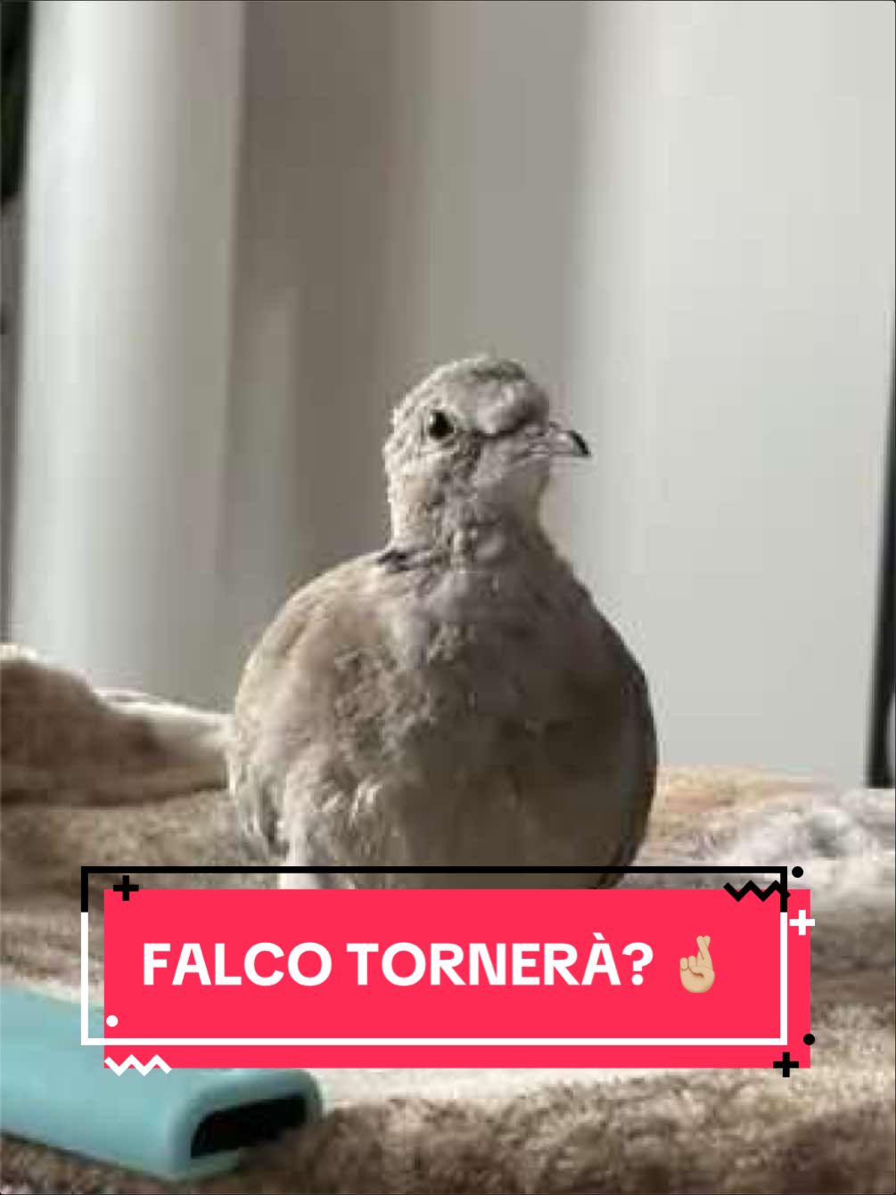@Eleonora B.