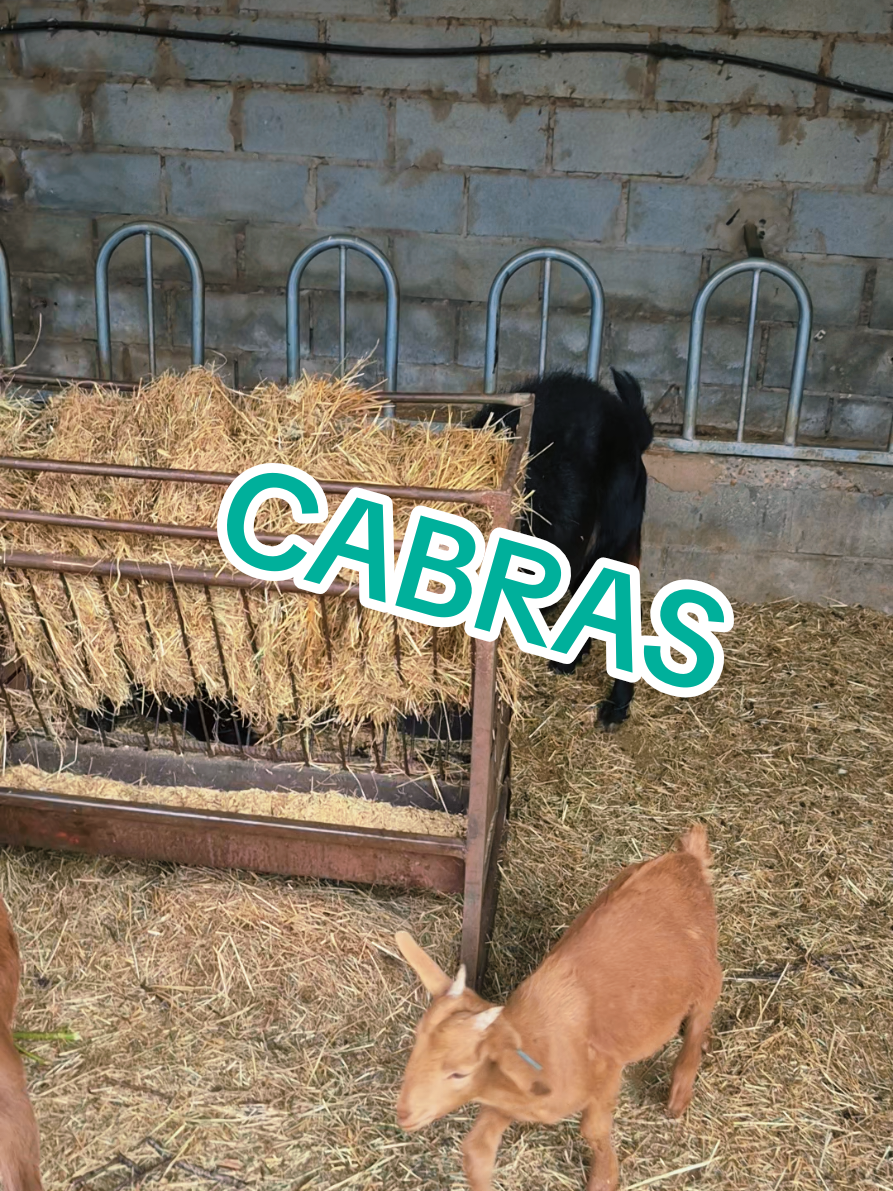 @lamujerdesastre