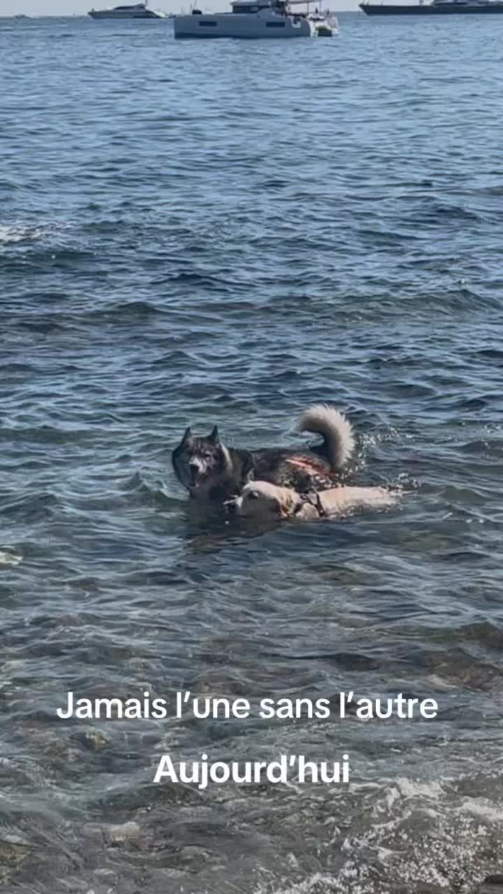 @Naia🐺 & Vénus