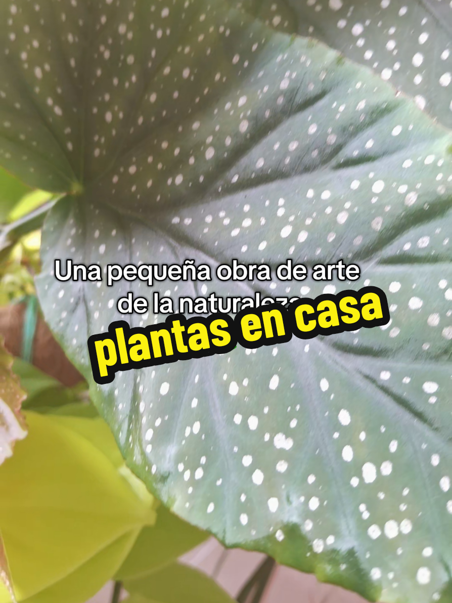 @Succulent_ninja