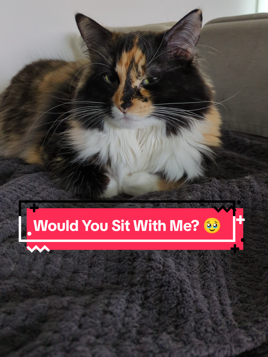 @The Cutest Cats Ever