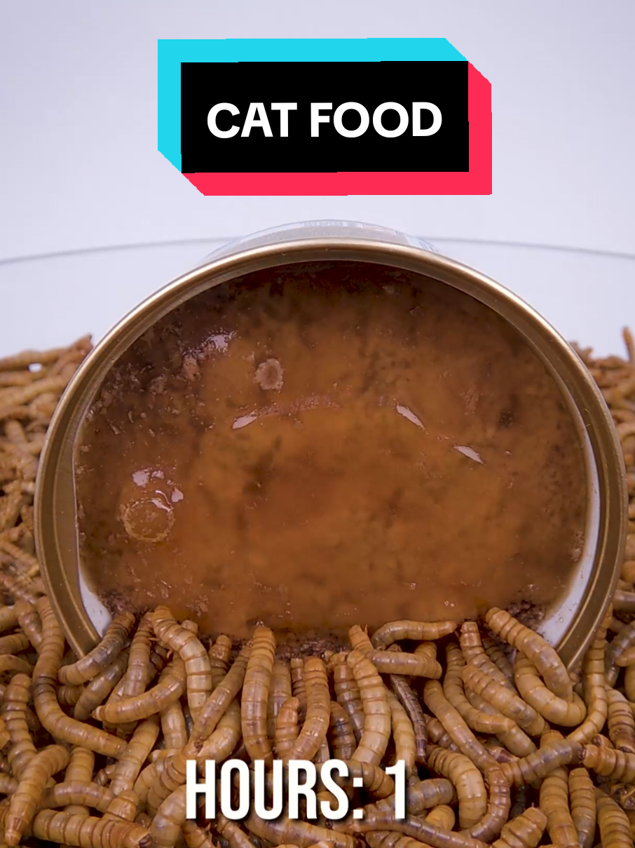 @wormlapse