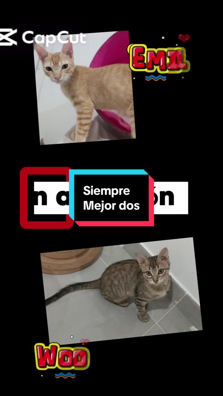 @enGatadas