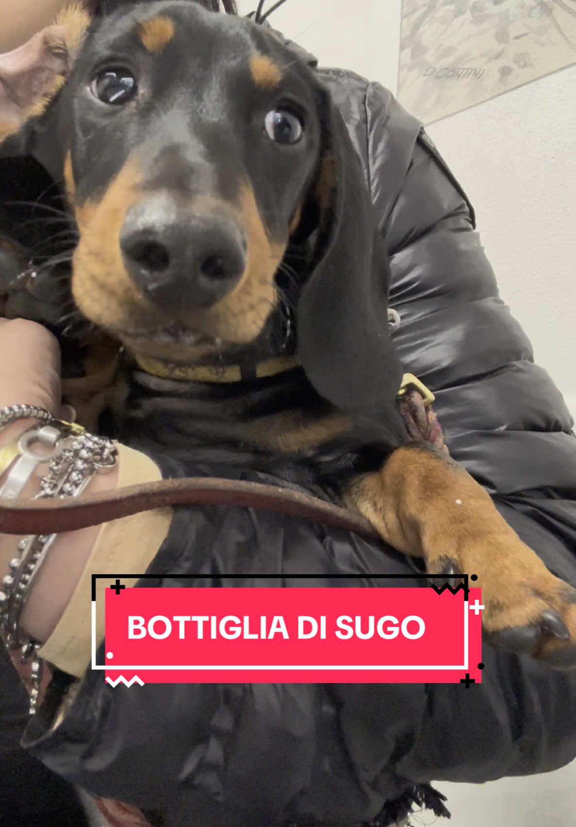 @Ippo_ettore_bettino BASSOTTI