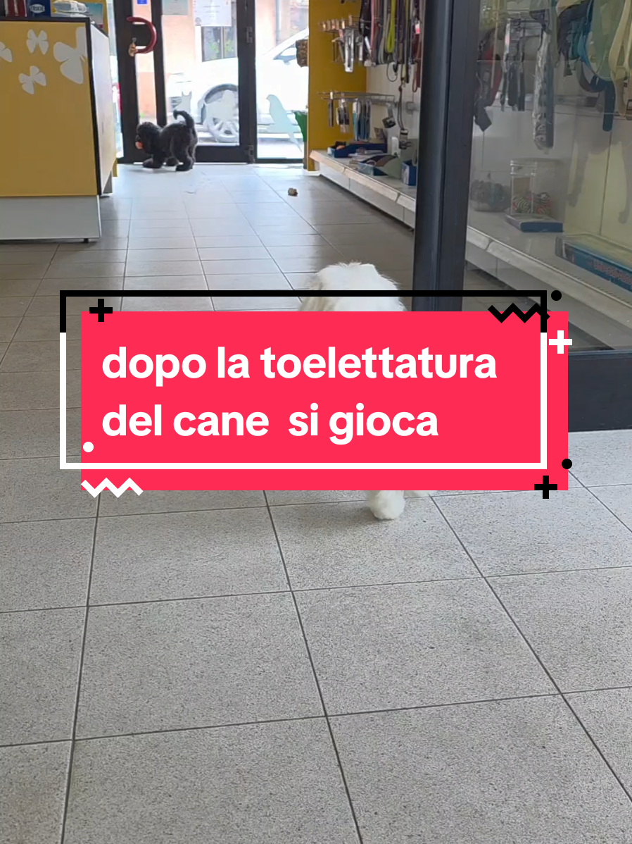 @ABC toelettatura Verona