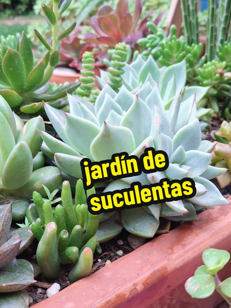 @Succulent_ninja
