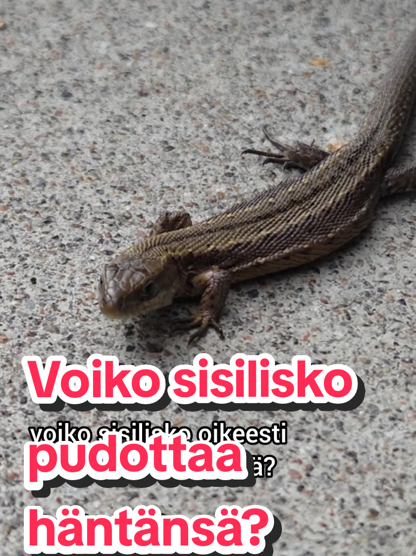 @Vesko