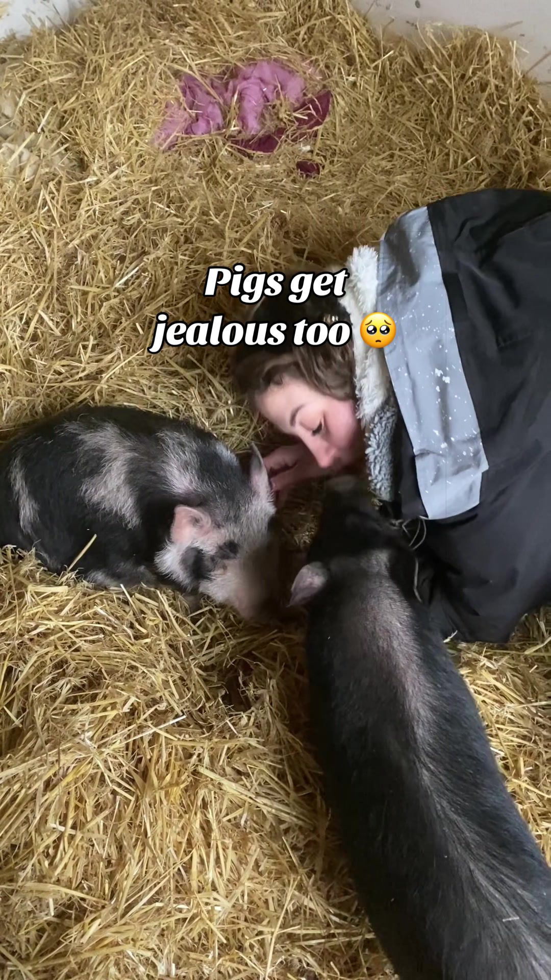 @AhimsaAnimalSanctuaryUK